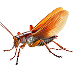 スズ虫・コオロギ