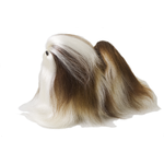 レッスンドッグ