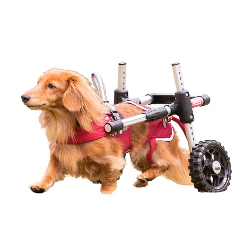 【オンラインショップ】 犬の車椅子　ドギーサポーターM（レッド） 犬用品