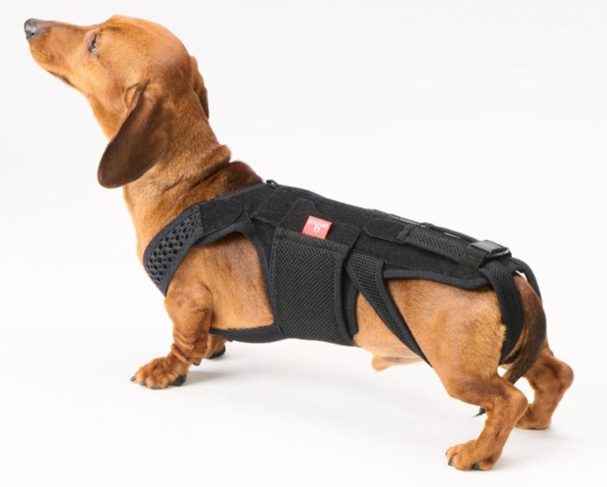 わんコル With S/M （ Sサイズ ）