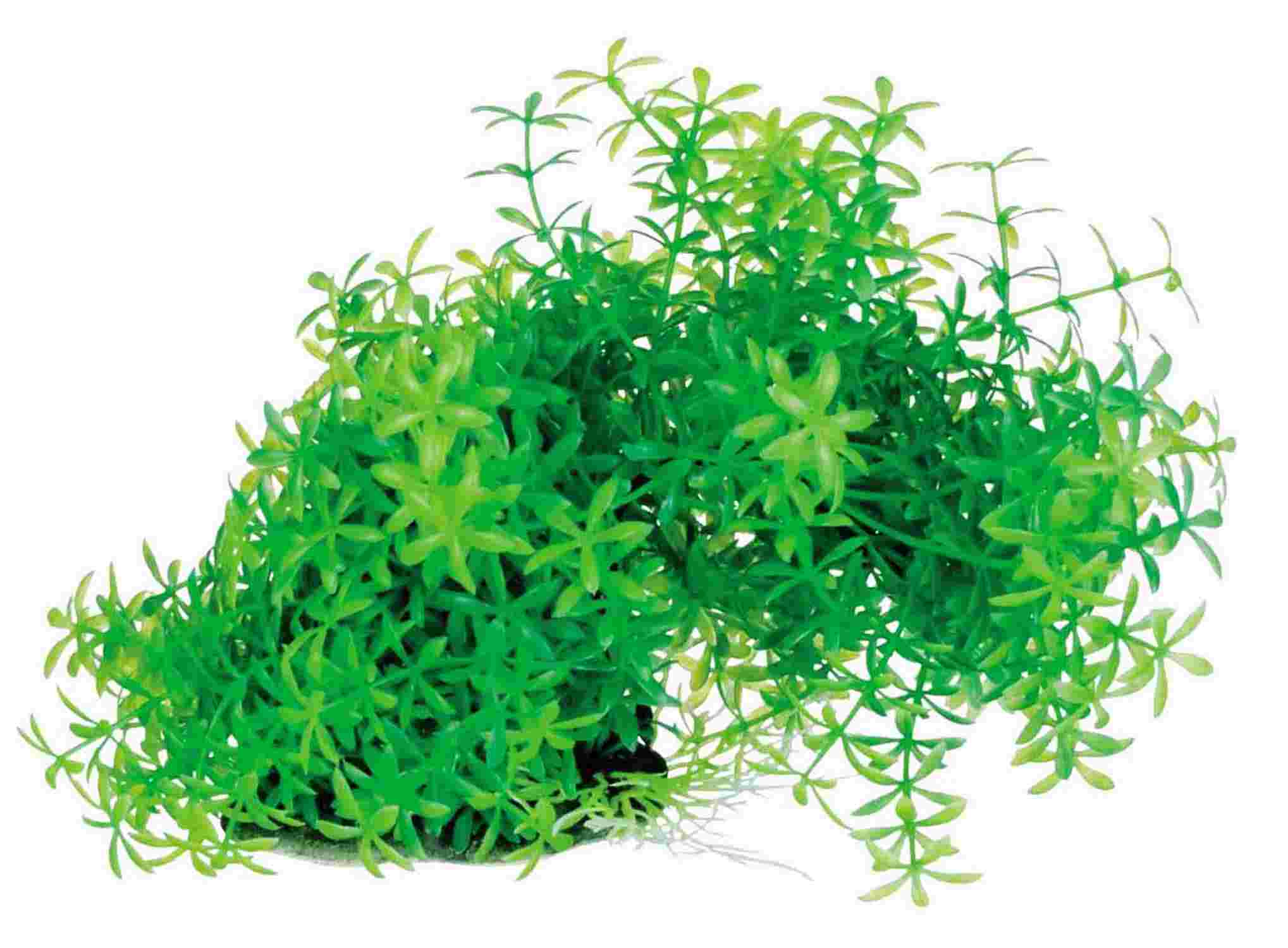 Tetra テトラ フレキシブルプラント FP-1