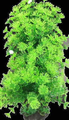 テトラ フレキシブル プラント FP‐7