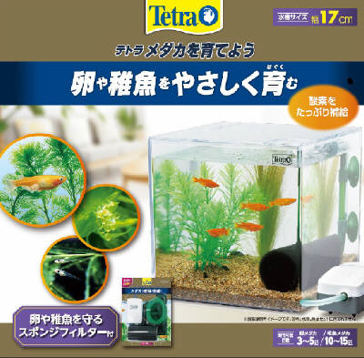テトラ メダカを 育てよう