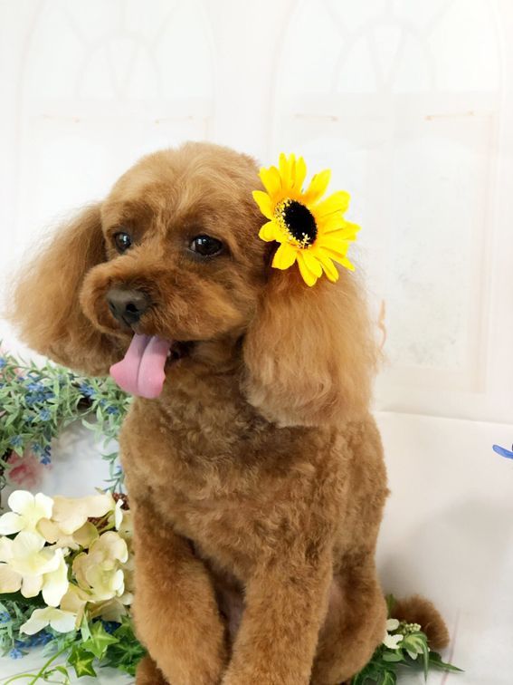 ビッグ サマー リボン 16個