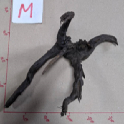 グレーブ ランチ Mサイズ