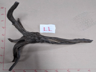 グレーブ ランチ LLサイズ