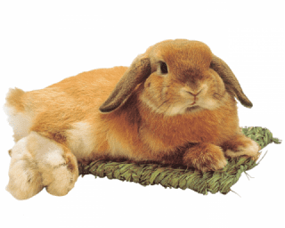 ウサギの座布団 Mサイズ