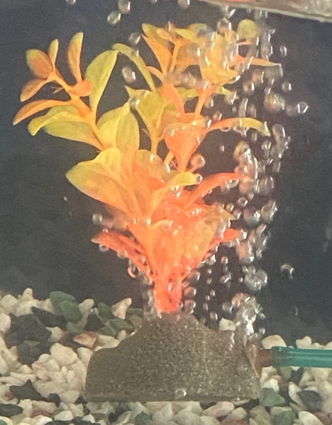 フラワーストーン 中