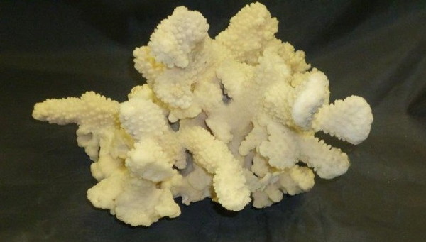 かざりさんご 各サイズ （ Sサイズ ）