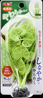 癒し水景 ピュアプランツ チドメグサ