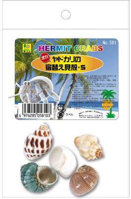 オカヤドカリの宿替え貝がらS