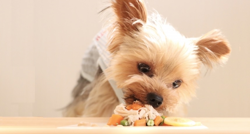 犬がご飯を食べてる画像